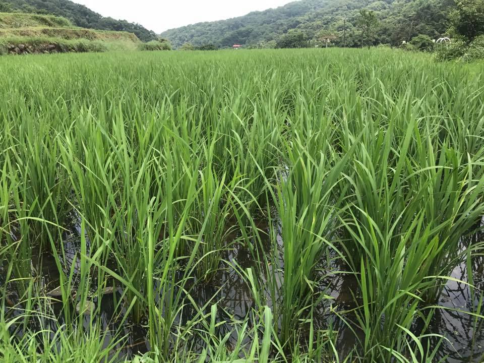 出磺口農場3