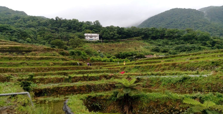 梯田