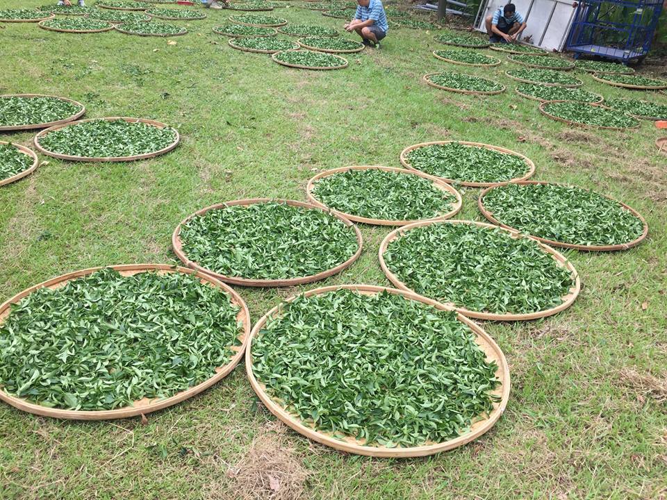 草里製茶廠3
