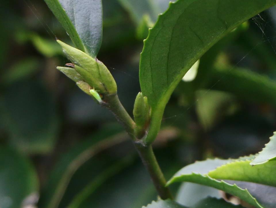 箴品茶研2