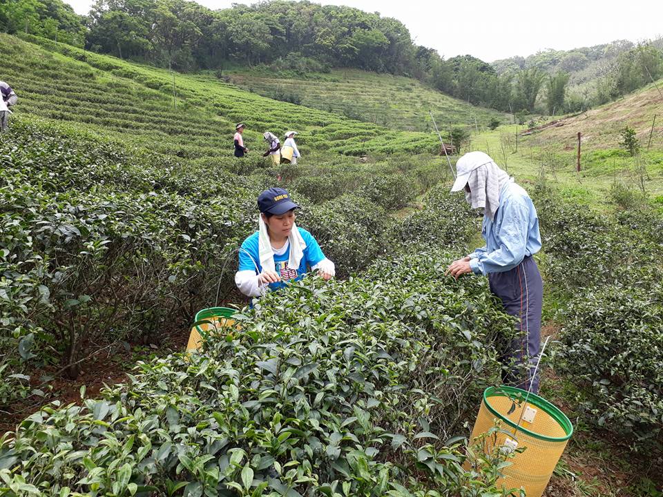 箴品茶研4