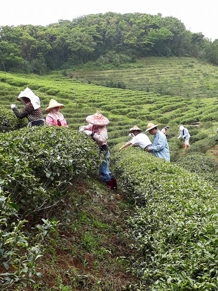 箴品茶研5