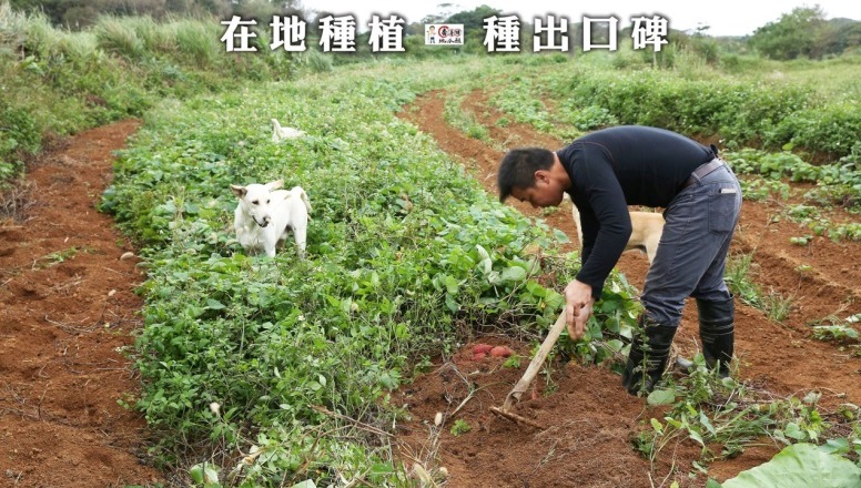 在地種植