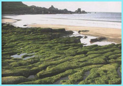 海蝕溝（俗稱海岸石槽）