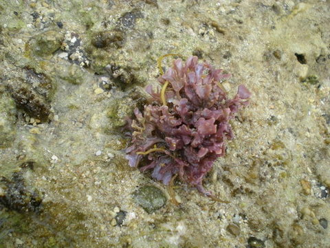 Chondrus verrucosa Mikami