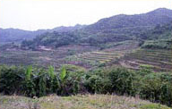 Neialibang