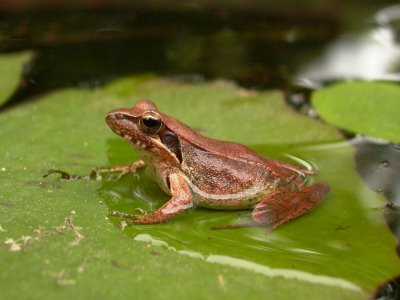 Rana longicrus