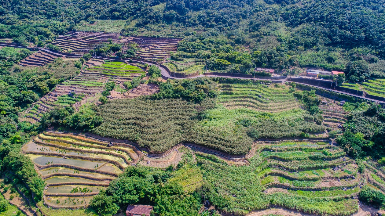 嵩山社區百年梯田